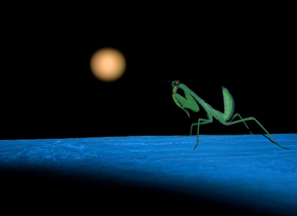 Photograph by Валерия Бердникова