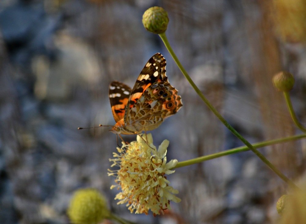 Photograph by Валерия Бердникова
