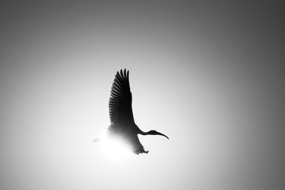 Black-headed Ibis