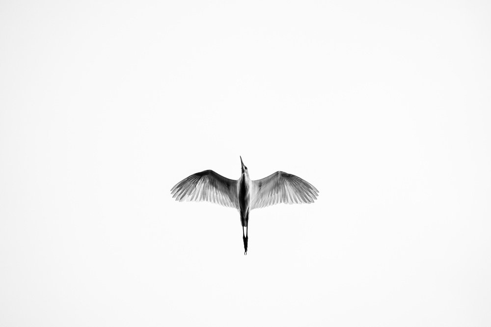 Intermediate Egret