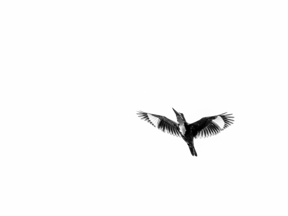 White Throated Kingfisher