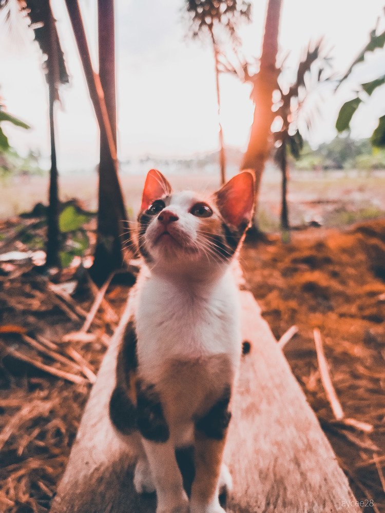 Photograph by Jear Cautivar