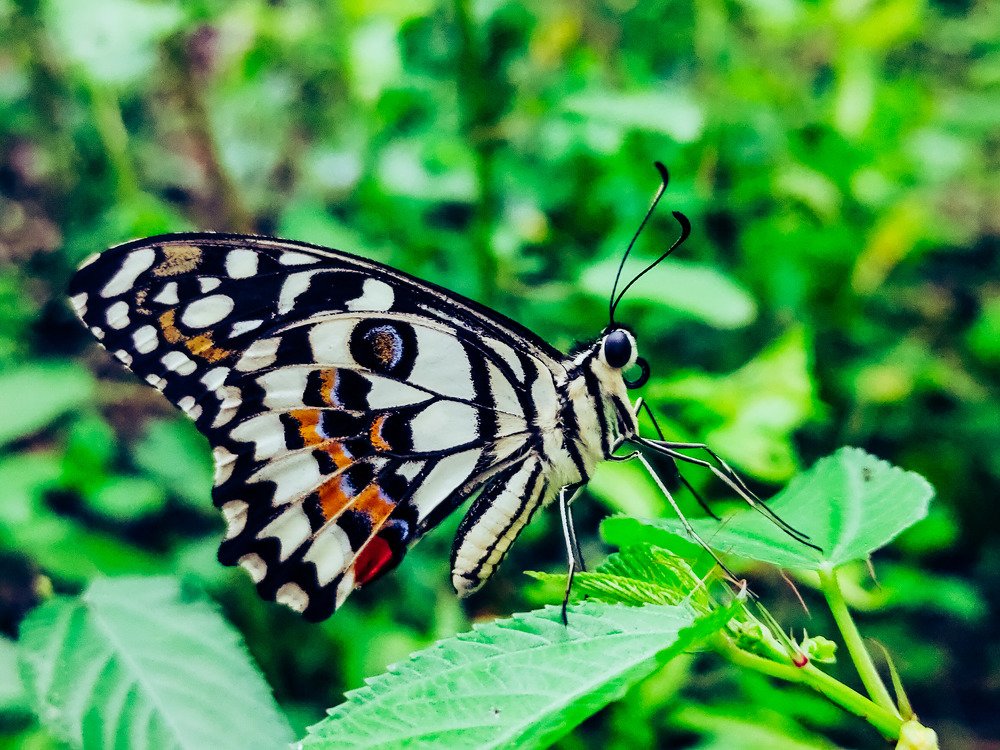 Photograph by Jear Cautivar