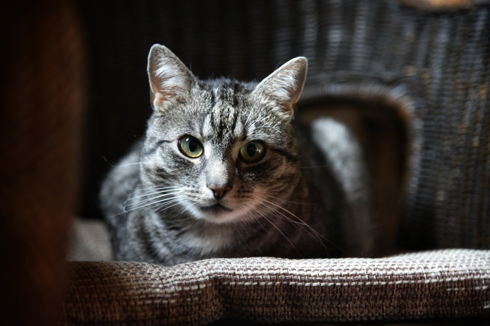 Фотография автора Justyna Jeżak