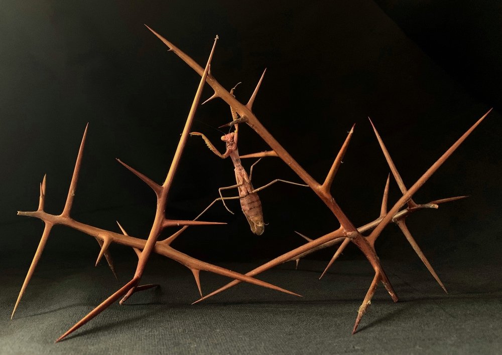 Photograph by Анна Адаменко