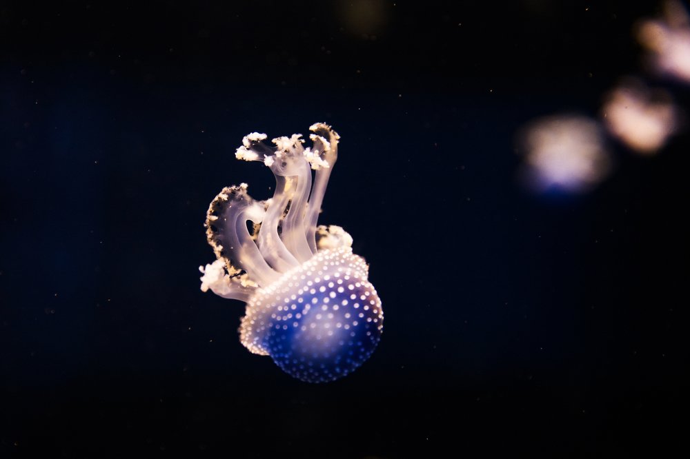 Фотография автора Гудкова Светлана