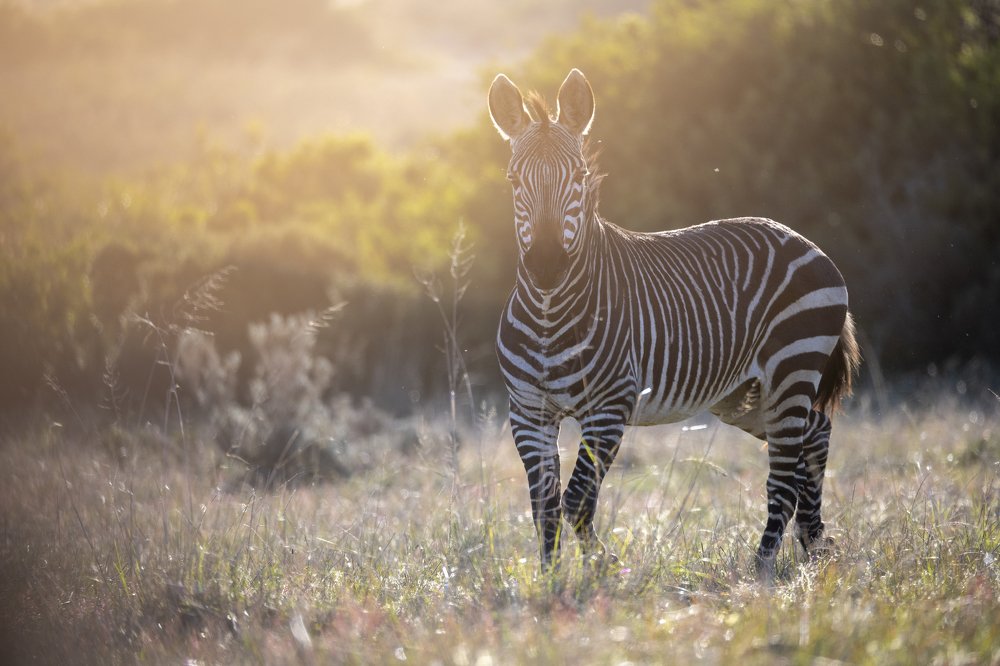 Endangered Cape Mountain Zebra
