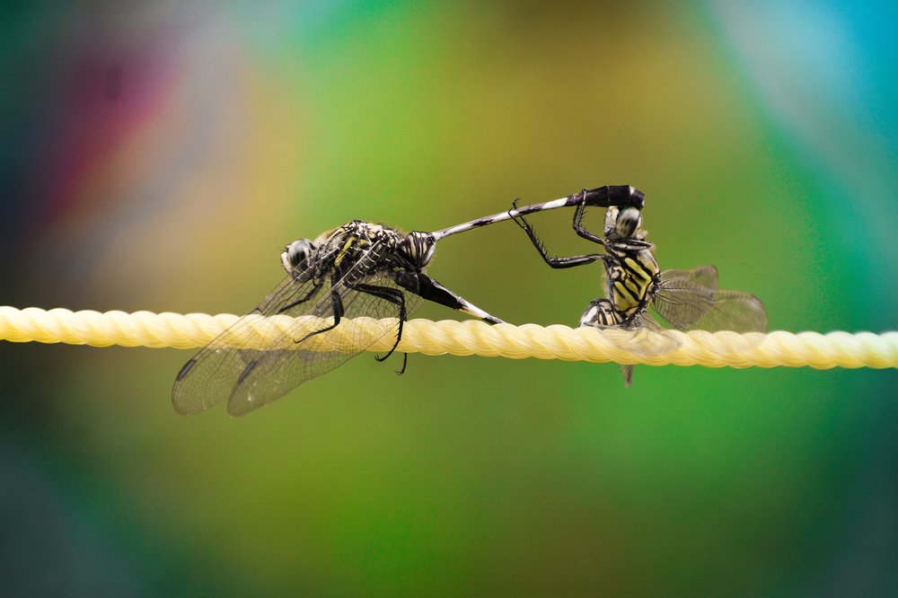 Photograph by Subhadip Kanjilal