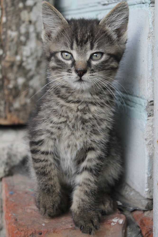 Фотография автора Елена Шатило