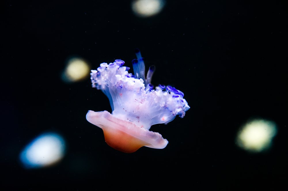 Фотография автора Гудкова Светлана