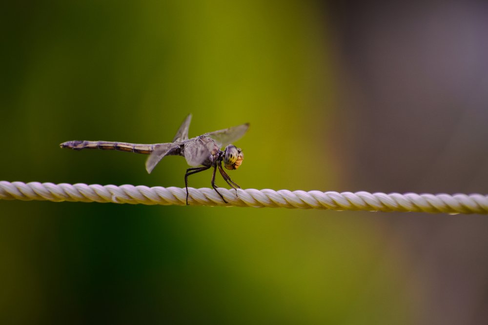 Photograph by Subhadip Kanjilal