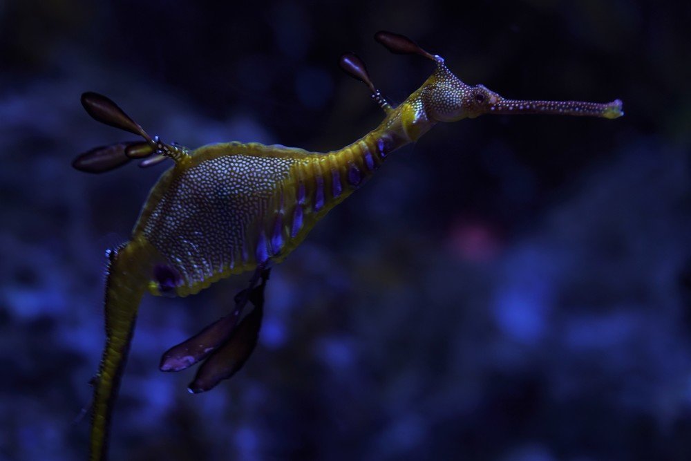 Sea Dragon