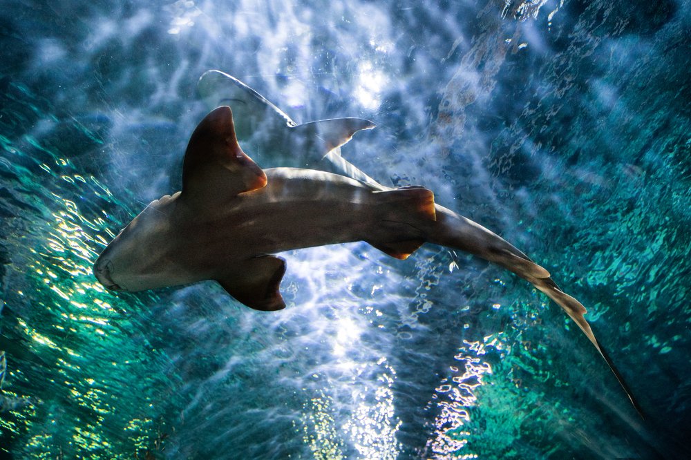 Фотография автора Гудкова Светлана