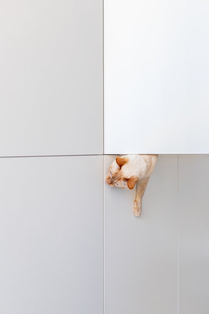 Wall cat / Кот живущий в стене