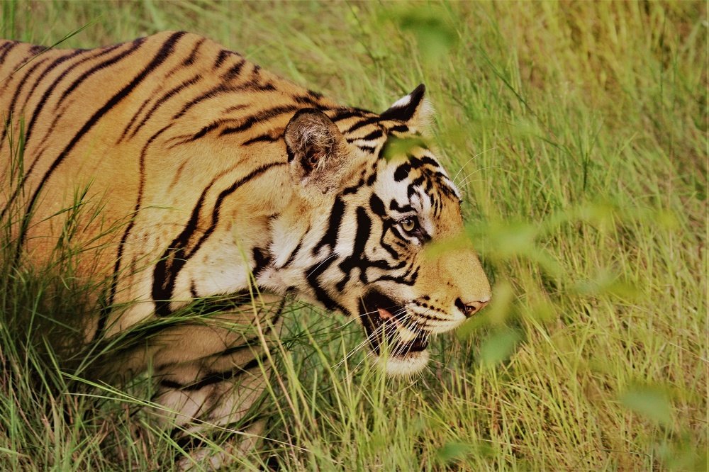 Photograph by Alok Jain