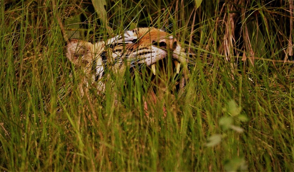 Photograph by Alok Jain