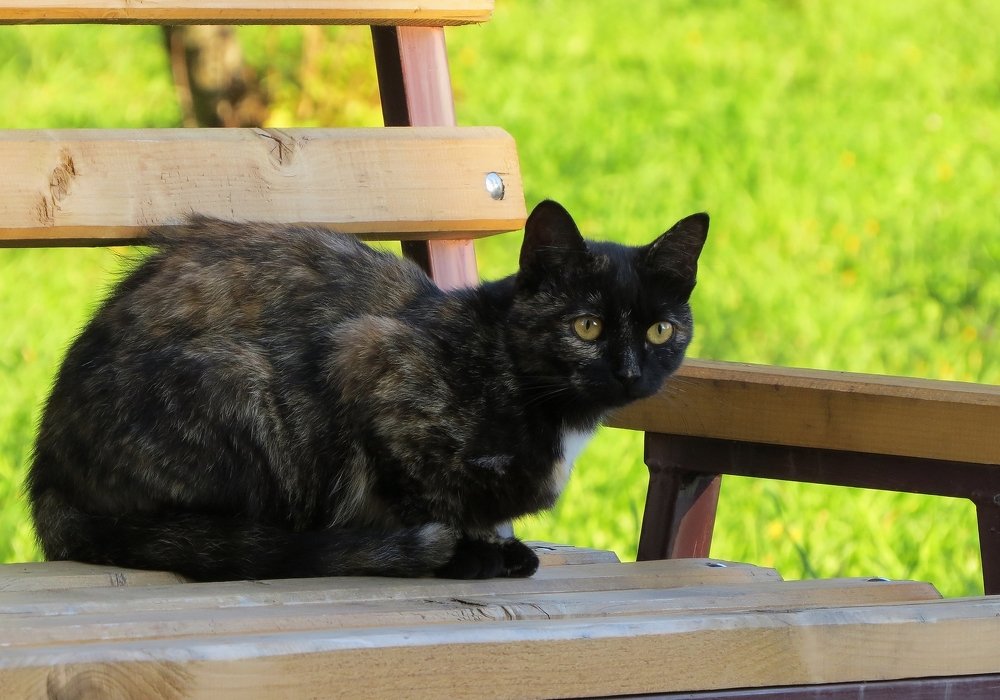 Кошка на скамейке