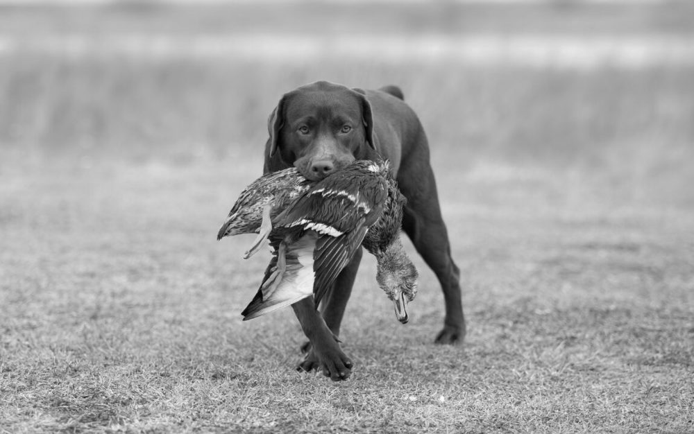 Photograph by Сергей Аборин