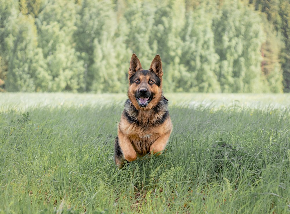 Photograph by Михеева Олеся