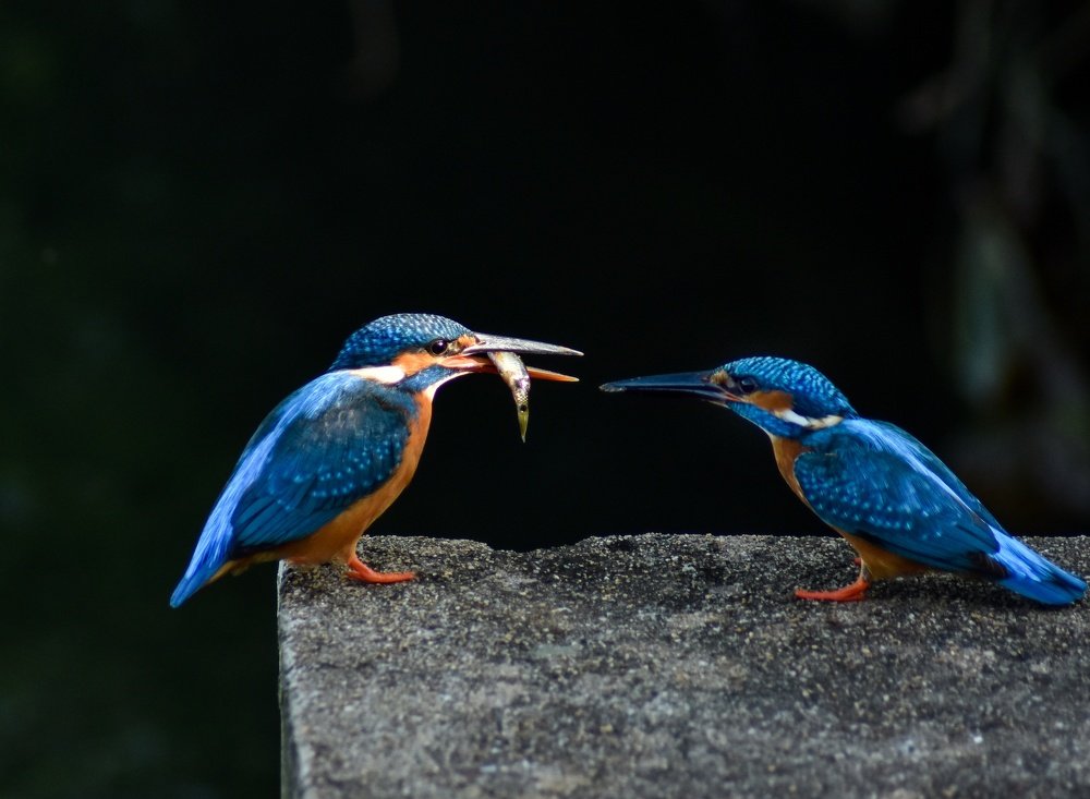 Photograph by Sreerag k k