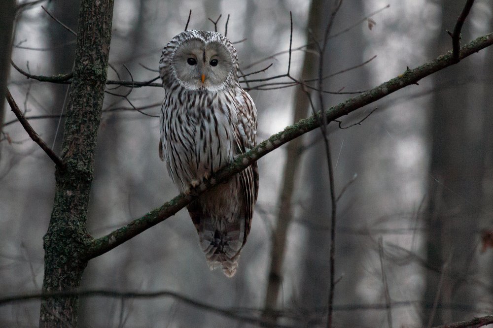 Photograph by Марат Кучкаев