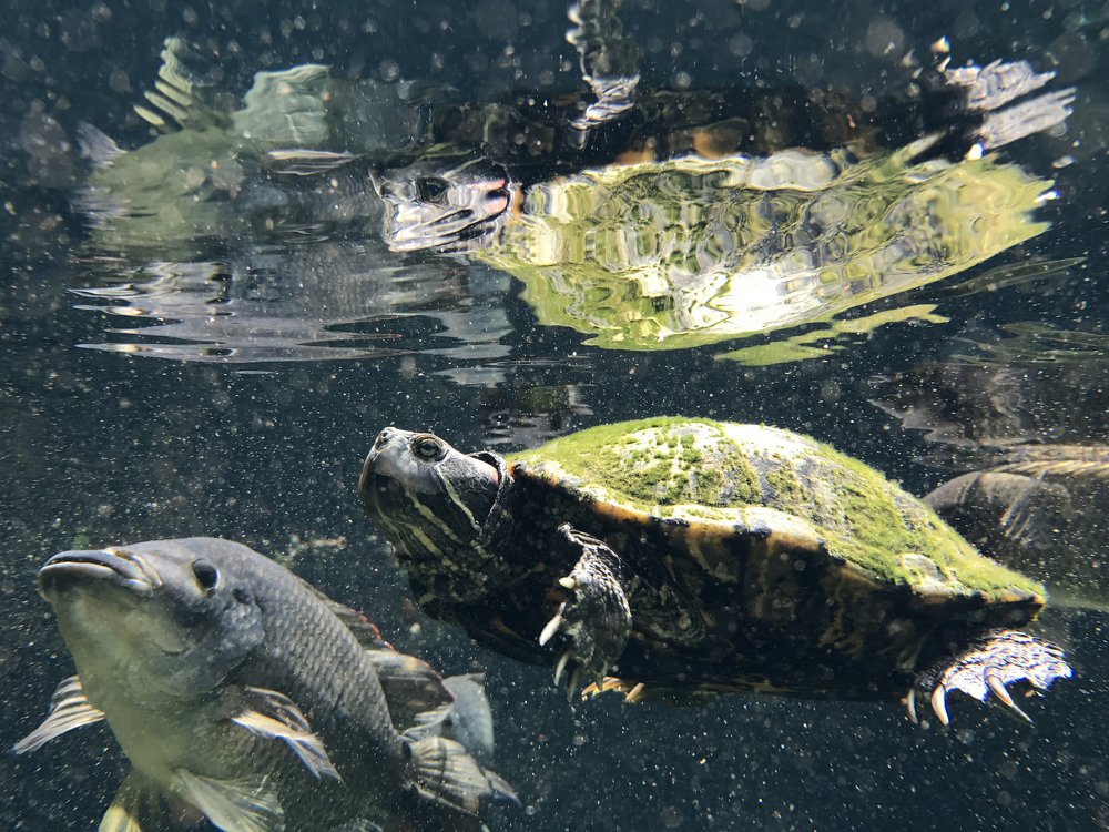 Photograph by Анна Куманцова