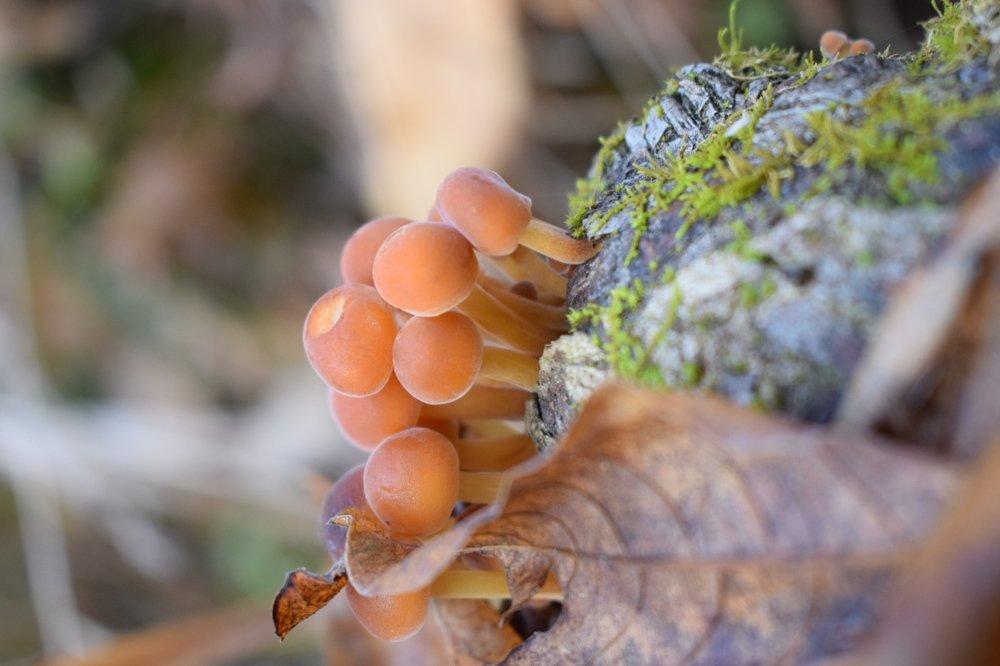 дружная семейка