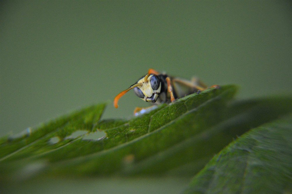 Insect wasp