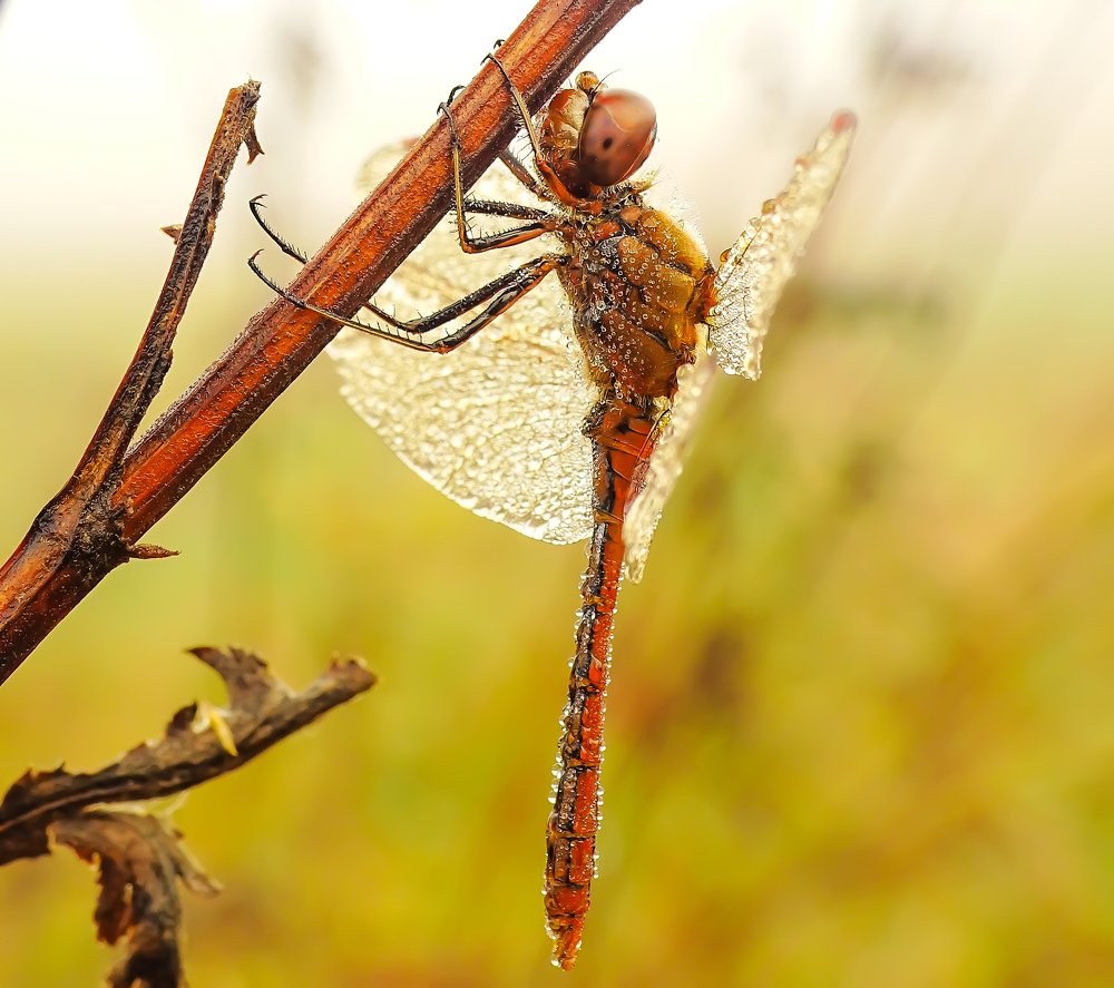 Photograph by Виталий Бокиев