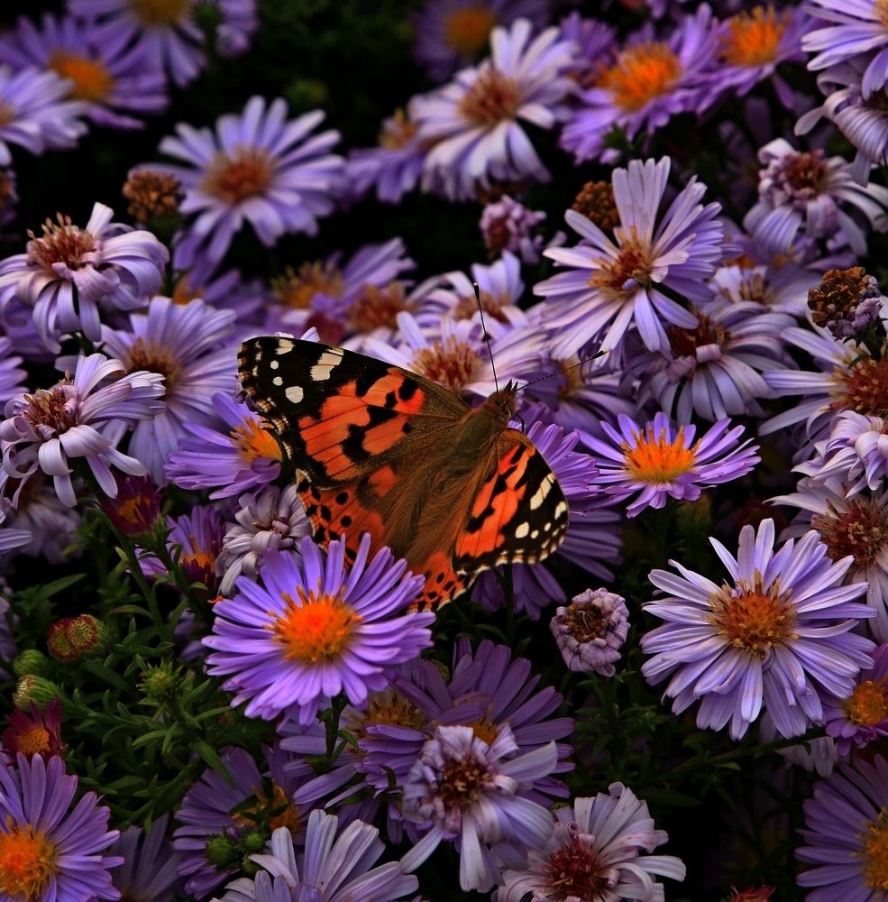 Photograph by Игорь Куленко