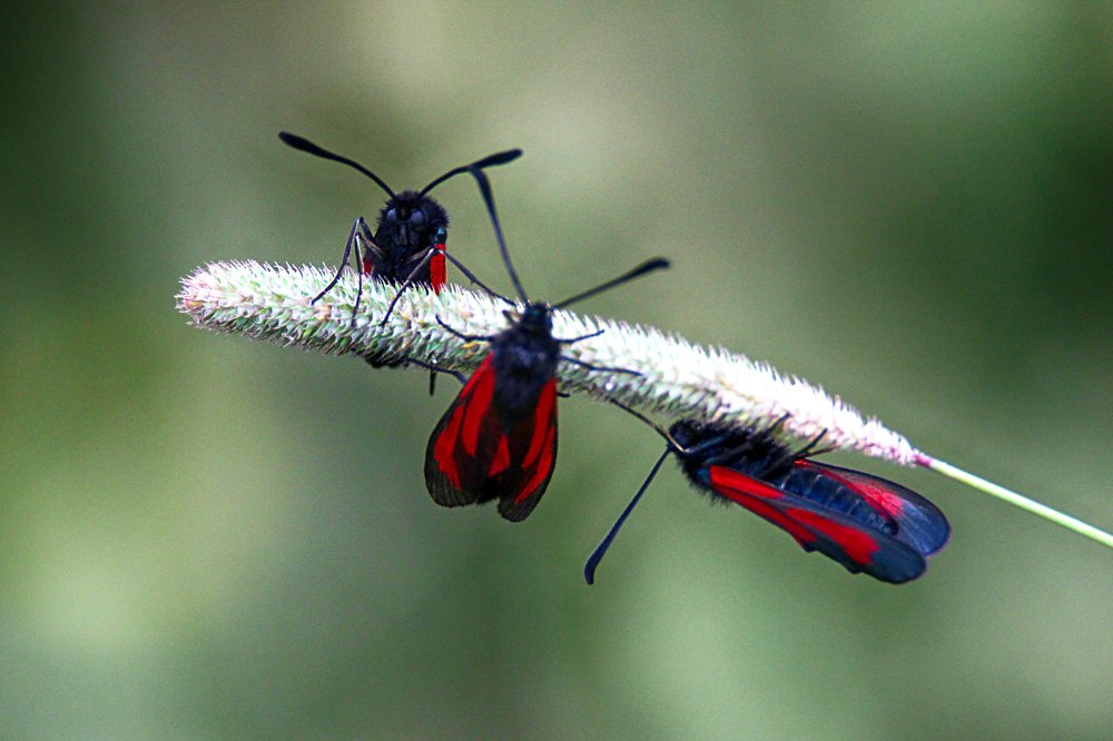 Photograph by Anna Suchcicka