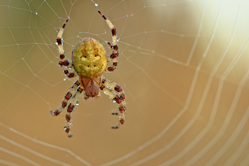 Photograph by Олег Резенов