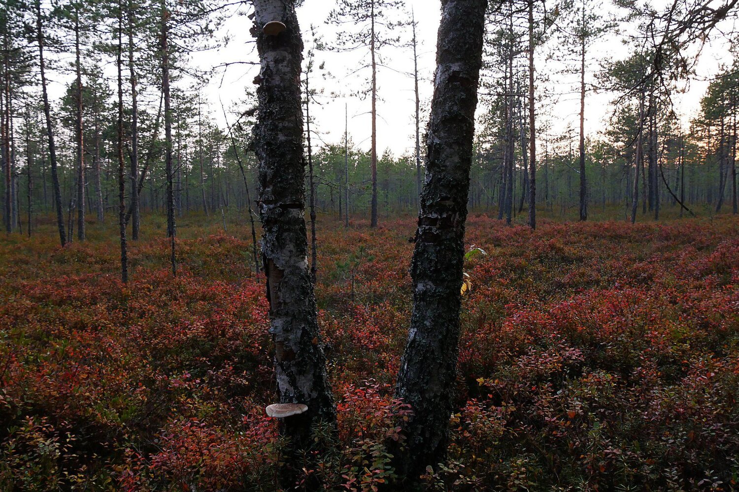 Осеннее болото