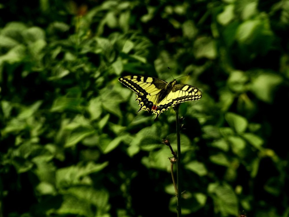 Фотография автора Remus Lucescu