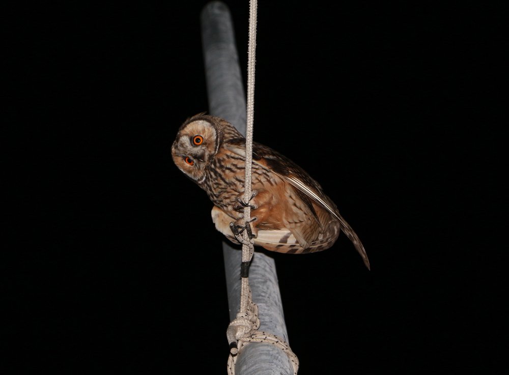 Photograph by Frank Korapi