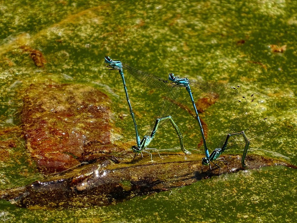 Фотография автора Remus Lucescu