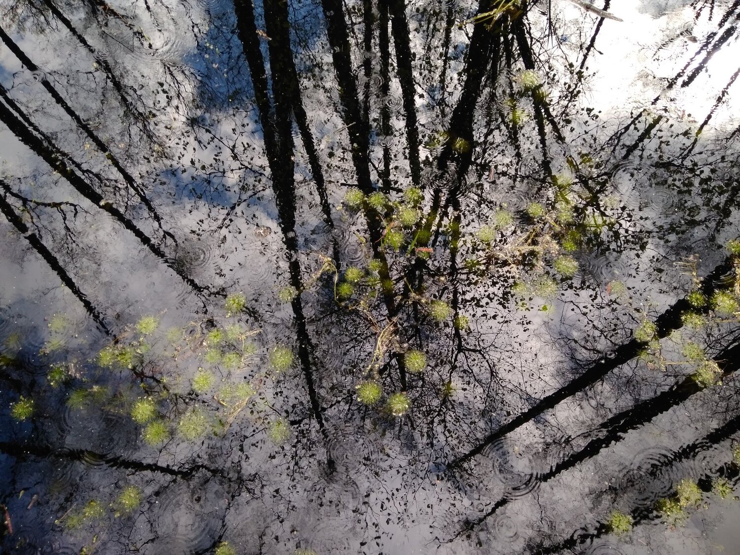 Photo #5195509