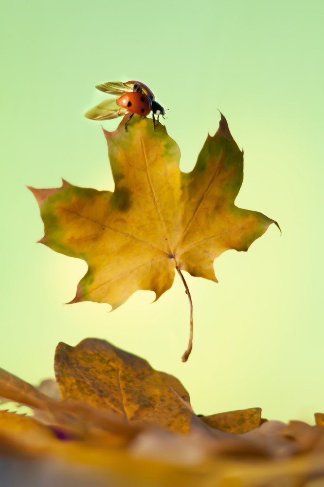 Photograph by Александра Калиниченко