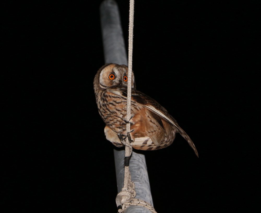 Photograph by Frank Korapi