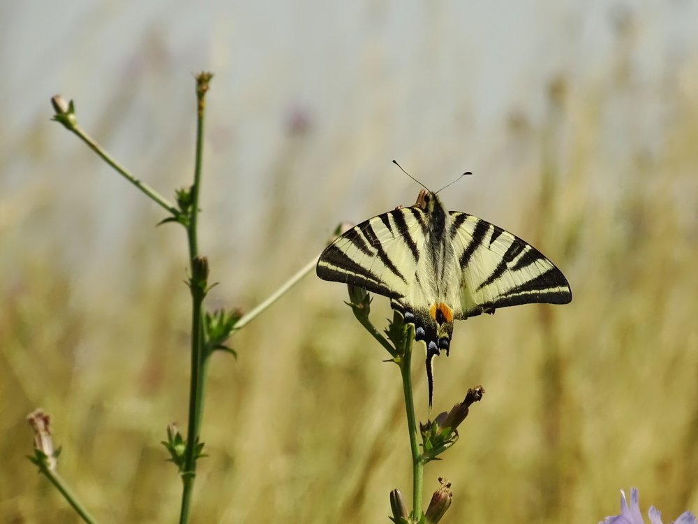 Фотография автора Remus Lucescu