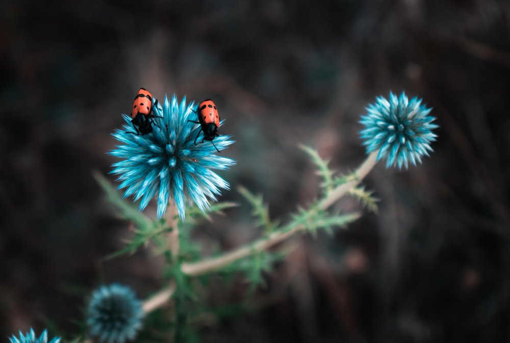 Photograph by Hasan Orhon