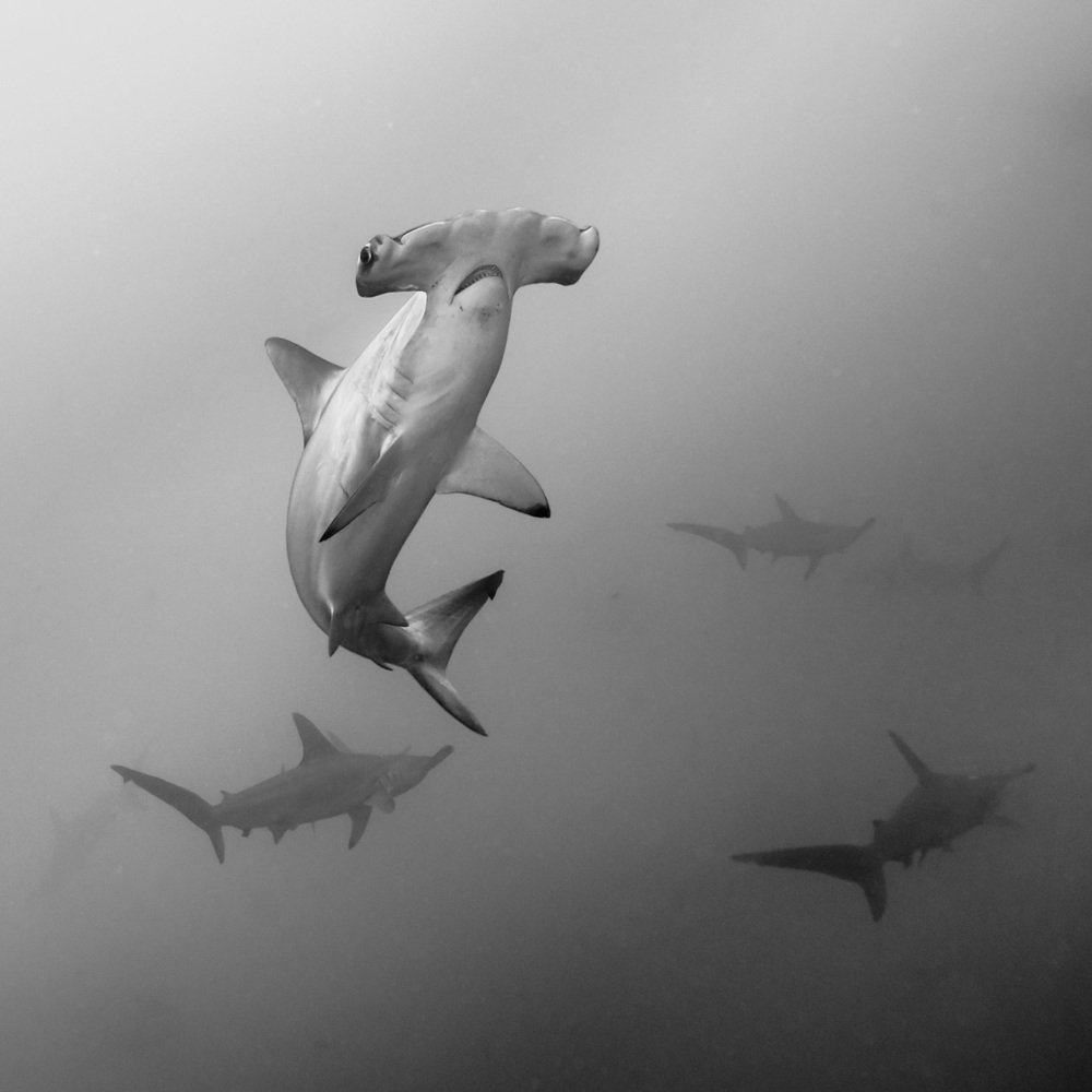 Photograph by Виктор Чистов