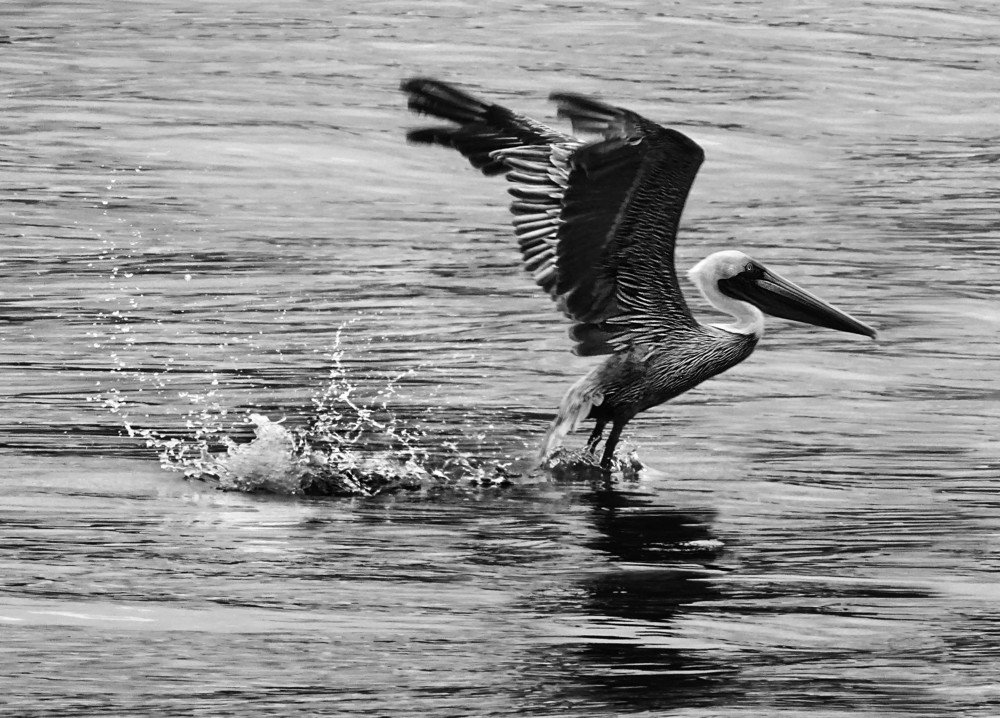 Photograph by Eduardo Modolo