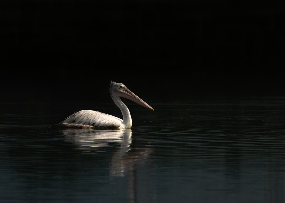 Spot billed pelican