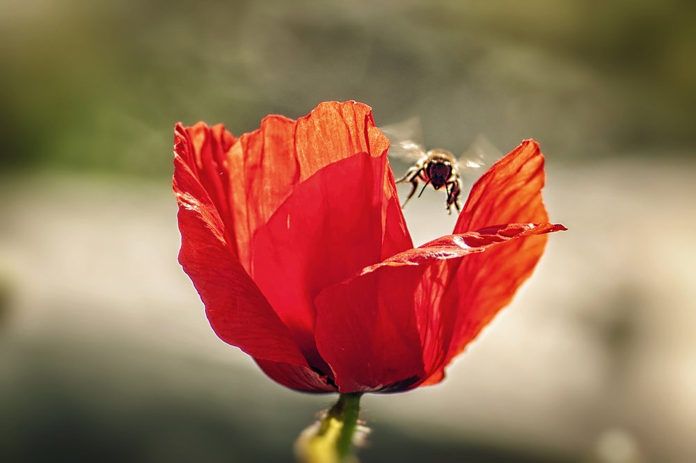 Photograph by Ozlem Ozyun