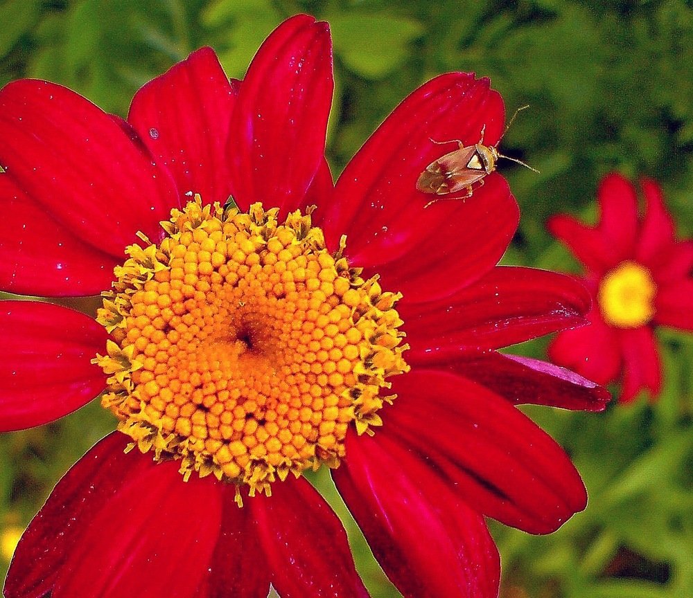 Photograph by Александр Бугаенко