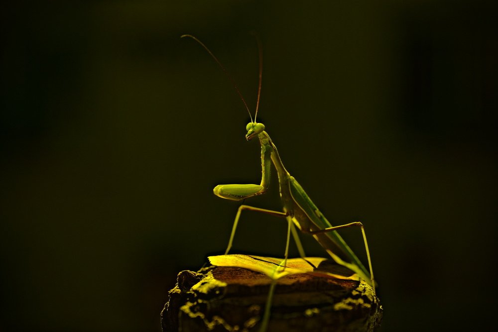 Фотография автора David Solodar