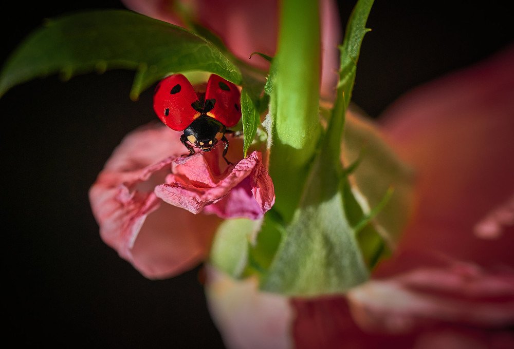 Фотография автора David Solodar