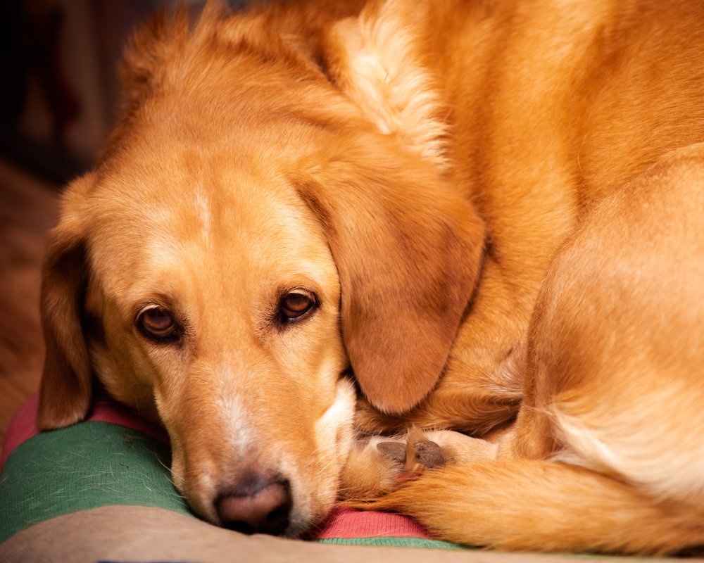 Photograph by Генри Морган