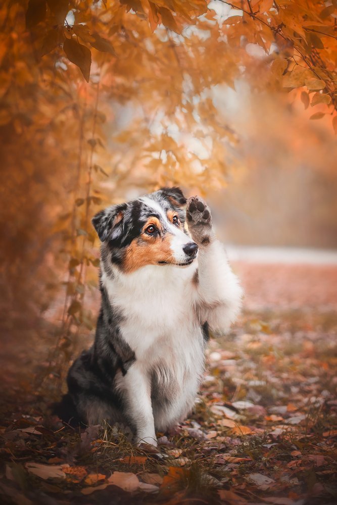 Фотография автора Анна Вильховая